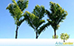 Sementes de Palmeira Cariota  (Caryota urens)