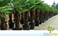 Sementes de Palmeira da Fortuna  (Trachycarpus fortunei)
