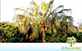 Sementes de Palmeira Falsa Latânia  (Livistona decipiens)