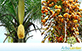 Sementes de Palmeira Jerivá  (Syagrus romanzoffiana)