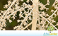 Sementes de Palmeira Leque Prateada  (Thrinax radiata)