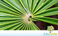 Sementes de Palmeira Leque Prateada  (Thrinax radiata)