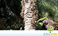 Sementes de Palmeira Licuri  (Syagrus coronata)