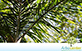 Sementes de Palmeira Pupunha sem espinho (Bactris gasipaes)