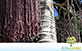 Sementes de Palmeira Real Australiana  (Archontophoenix alexandrae)