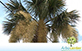 Sementes de Palmeira Sabal da Flórida  (Sabal palmetto)