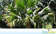 Sementes de Palmeira Sabal de Cuba  (Sabal maritima)