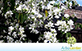Sementes de Pata de Vaca de Flor Branca (Bauhinia variegata var. candida Roxb)