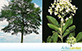 Sementes de Pau Branco  (Auxemma glazioviana)