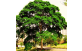 Pau Jucá utilizado na Arborização urbana