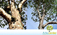 Sementes de Pau Marfim (Balfourodendron riedelianum)