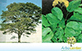Sementes de Pau Roxo (Peltogyne angustiflora)