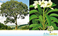 Sementes de Pau Santo da Serra  (Kielmeyera lathrophytum Saddi)
