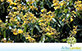 Sementes de Pau Terra  (Qualea grandiflora)
