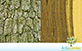 Sementes de Perobinha (Acosmium dasycarpum)