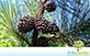 Sementes de Pinus Elliot  (Pinus elliottii Englem var. elliotti)