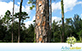 Sementes de Pinus Elliot  (Pinus elliottii Englem var. elliotti)