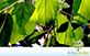 Sementes de Saguaraji  (Colubrina glandulosa)