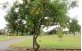 Árvore de Amendoim Bravo utilizada no paisagismo urbano 