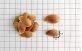 Sementes de Amendoim do campo em perpectiva 1cm.