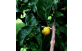 Fruto maduro de Araça Amarelo