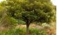 Árvore de Azeitona de Ceilão