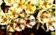 Flores de Azeitona de Ceilão