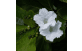 Flores de Babosa Branca