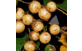 Frutos de Babosa Branca