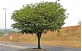 Árvore de Ébano Oriental