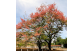 Arvore adulta de Cassia Grande