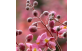 Floração de Cassia Grande