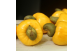 Frutos e Pseudo-frutos Caju Amarelo