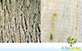 Sementes de Candeia Verdadeira (Eremanthus erythropappus (DC.) MacLeish)