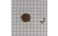 Sementes de Embauba do Brejo em papel quadriculado 1cm