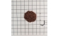 Sementes de Eucalipto Urophylla em papel quadriculado 1cm