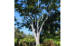Sementes de Farinha seca (Albizia hasslerii (Chodat) Burkart)