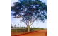 Sementes de Farinha seca (Albizia hasslerii (Chodat) Burkart)