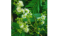 Sementes de Farinha seca (Albizia hasslerii (Chodat) Burkart)