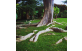 Sementes de Farinha seca (Albizia hasslerii (Chodat) Burkart)