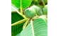 Frutos de Figueira do Brejo