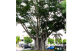 Arvore Adulta de Figueira Mata Pau Isolada na Arborização Urbana