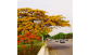 Flamboyant Amarelo no paisagismo urbano