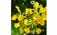Flores de Flamboyant Amarelo