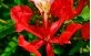 Flor de Flamboyan vermelho
