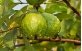 Frutos de Goiaba Branca