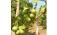 Frutos de Goiaba Vermelha prontos para colheita