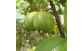 Frutos em desenvolvimento de Goiaba Vermelha