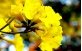 Flores em arranjo natural do Ipê Amarelo Cascudo