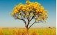 Árvore de Ipê Amarelo Cascudo